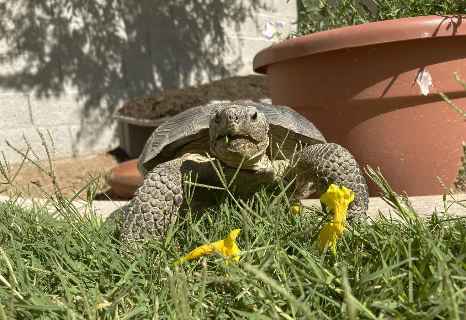 Low maintenance tortoise best sale